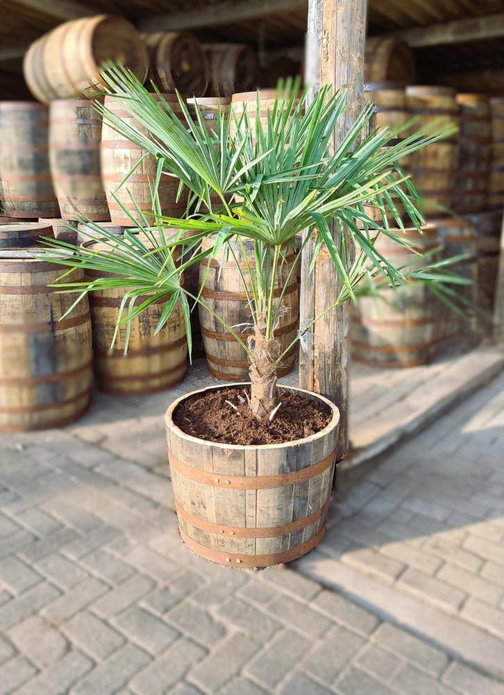 Halve whiskyvaten - bloembakken - stoer en uniek - eikenhout, Tuin en Terras, Bloembakken en Plantenbakken, 30 tot 60 cm, 60 tot 100 cm