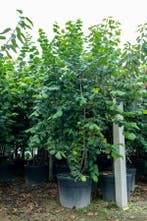 Corylus colurna meerstammig 250-300, Tuin en Terras, Planten | Tuinplanten