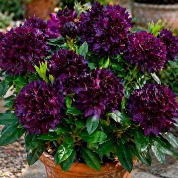 Rhododendron hybride Polarnacht“ container (P23), Verzenden, Overige soorten, Halfschaduw