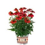 Echinacea purpurea Lakota™ Red (Herfstplanten kopen?), Tuin en Terras, Planten | Tuinplanten, Overige soorten, Volle zon, Vaste plant