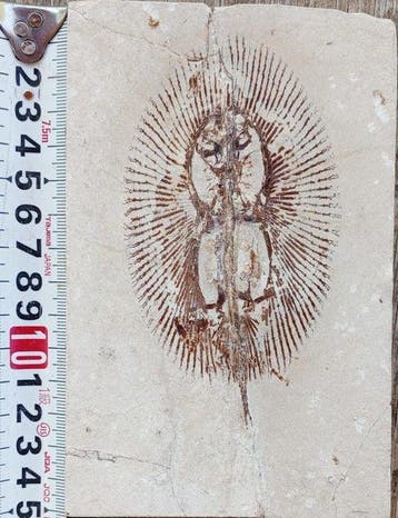 Vis - Fossiele plaatmatrix - Cyclobatis - 15 cm - 10 cm