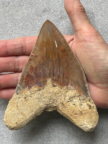 Megalodon tand 12,8 cm - Fossiele tand - Carcharocles