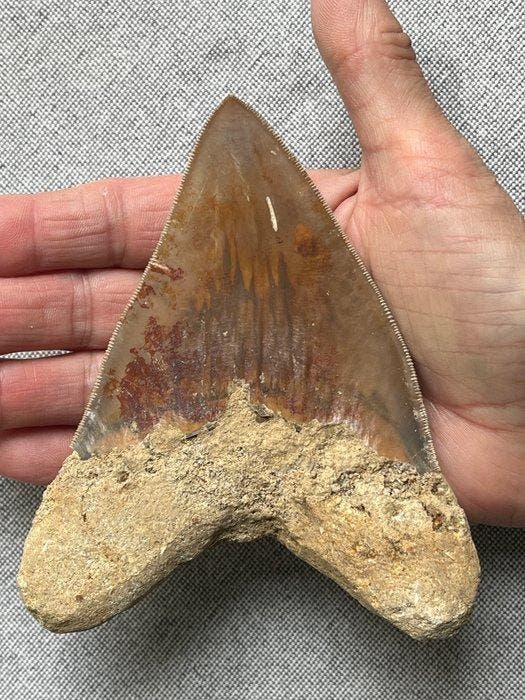 Megalodon tand 12,8 cm - Fossiele tand - Carcharocles, Verzamelen, Mineralen en Fossielen