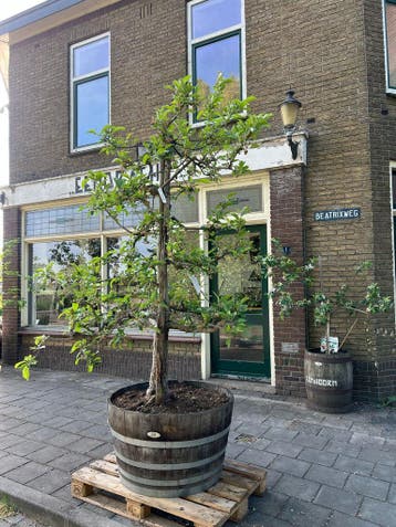 Ruime keuze Plantenbakken, Houten Kuipen, Experience Center., Ophalen of Verzenden, Nieuw, Hout, Tuin