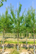 Prunus domestica Reine Claude Verte hoogstam 20/25