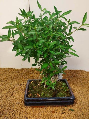 Sneeuwroos bonsai (Serissa foetida) - Hoogte (boom): 32 cm -