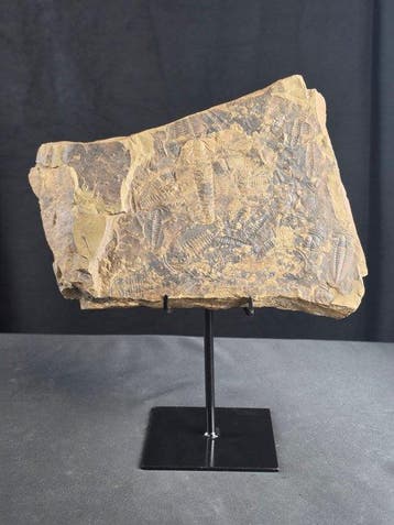 Trilobiet - Gefossiliseerd dier - Large Trilobite Fossil