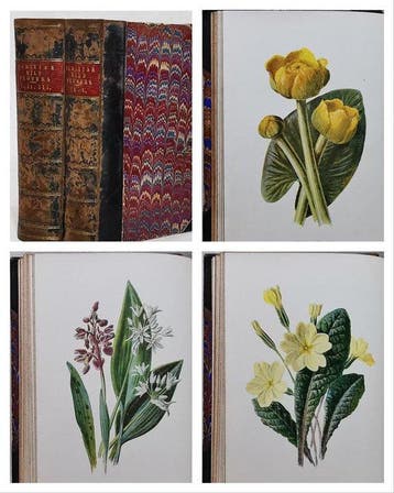 F. Edward Hulme - Familiar Wild Flowers (Complete Five