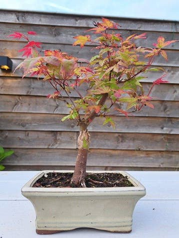 Japanese maple bonsai (Acer palmatum) - Hoogte (boom): 25 cm