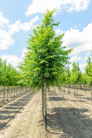 Pterocarya fraxinifolia hoogstam 14/16, Tuin en Terras