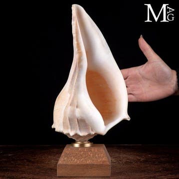 Grote sinistrale schelp met een elegante spiraalvorm - Een