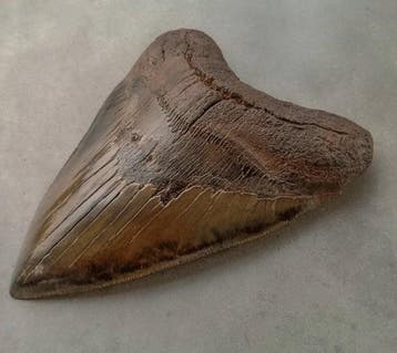Megalodon - Fossiele tand - 142 mm - 107 mm