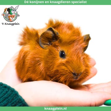 Gecastreerde cavias - Beste combinatie - Erg rustig - Tam, Dieren en Toebehoren, Mannelijk, Cavia, Tam