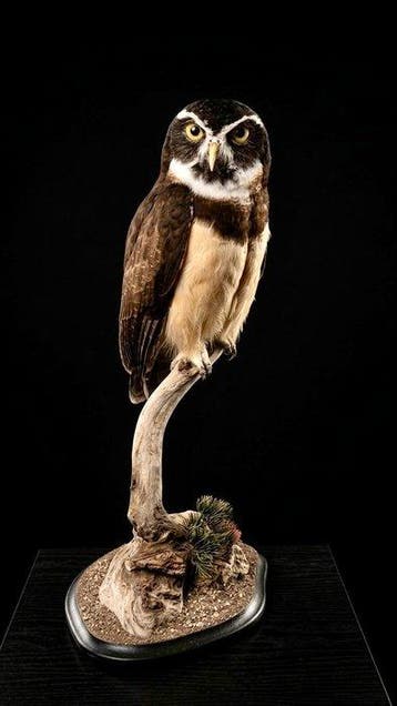 Briluil taxidermie Taxidermie volledige montage - Pulsatrix, Nieuw