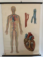 Anonymous - Deutsches Hygiëne Museum Dresden - Bloedvaten en