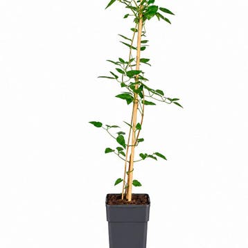 Clematis Polish Spirit container (P15) Sierplanten, Paars, Verzenden, Overige soorten, Struik