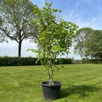 Ulmus leavis (Fladderiep), Tuin en Terras, Planten | Tuinplanten