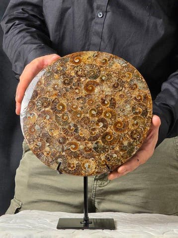 Ammoniet - Gefossiliseerd dier - Aioloceras (Cleoniceras)