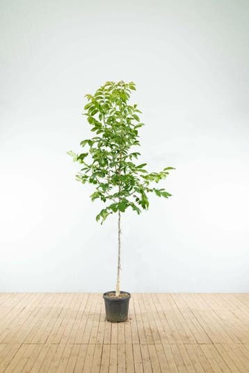 Juglans regia hoogstam 6/8