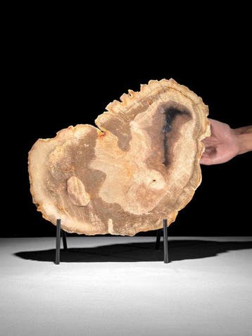 C - Wonderul grote plak versteend hout op een op maat