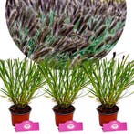 Pennisetum alopecuroides Black Beauty + Pot 12, Verzenden, Halfschaduw