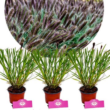 Pennisetum alopecuroides Black Beauty + Pot 12, Verzenden, Halfschaduw