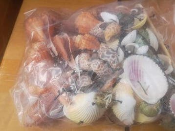 Schelpenhanger WC Bamboe Kerang gemengd, Ophalen of Verzenden, Nieuw
