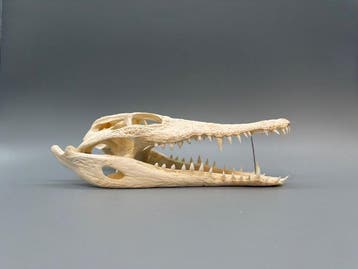 Nijlkrokodil Schedel - Crocodylus niloticus - 7 cm - 10 cm -, Nieuw