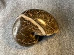 Ammoniet - Gefossiliseerde schelp - Cenoceras Belmontense -