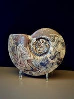 Ammoniet - Gefossiliseerd dier - 24 cm, Verzamelen, Mineralen en Fossielen
