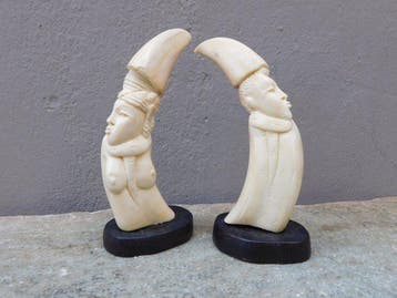 Wild zwijn Set tanden - Warthog Tusk - 14 cm - 5 cm - 5 cm -
