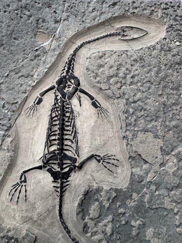 Fossiel reptiel: Keichousaurus -Trias - Gefossiliseerd dier, Verzamelen, Mineralen en Fossielen