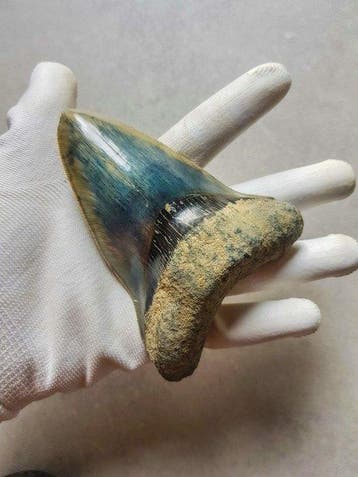 Megalodon - Fossiele tand - 12.6 cm - 9.6 cm, Verzamelen