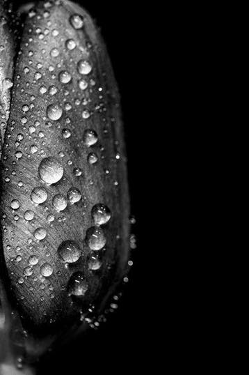 Viktória Farkas - Monochrome Tears - Fine Art Premium Print