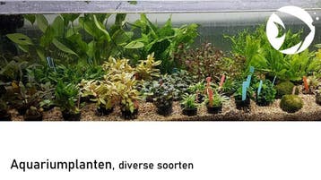 Twente aanbieding Kardinaaltetra 8 voor  7.99 alleen afhalen, Dieren en Toebehoren, Vis, Zoetwatervis, Schoolvis