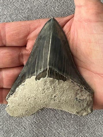 Megalodon-tand 10,0 cm - Fossiele tand - Carcharocles