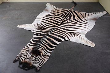 Plains Zebra Skin with Head Gewei - Equus quagga - 320 cm -, Nieuw