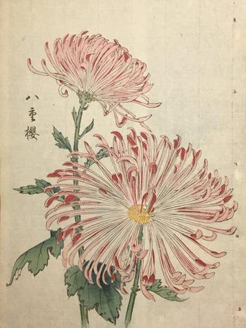Japanse roze chrysant () - Keika Hasegawa (act.