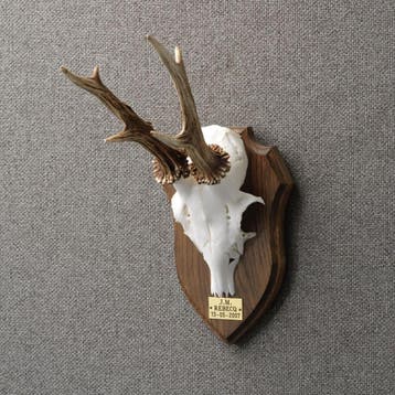 Reebok Gewei Taxidermie Opgezette Dieren By Max, Ophalen of Verzenden, Nieuw, Wild dier, Opgezet dier