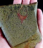 Primitieve echinoderm - Stylophora!!! - Gefossiliseerd dier