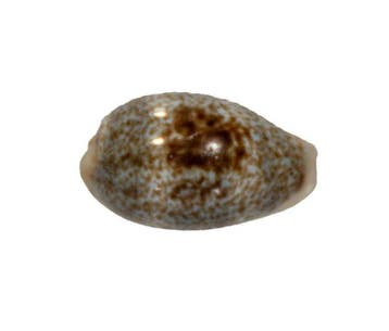 Cypraea cylindrica 24mm GEM | Prachtexemplaar Zylinder-Kauri, Nieuw