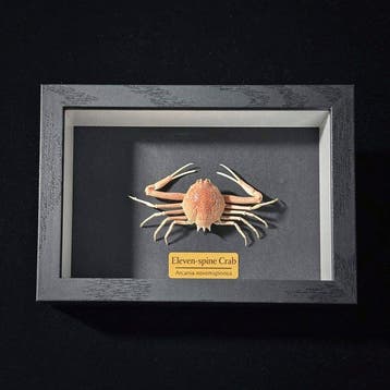 Krab Taxidermie wandmontage - Carpilius convexus - 2 cm - 3, Antiek en Kunst
