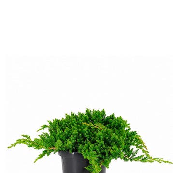 Juniperus procumbens Nana container (19) Coniferen, Groe, Verzenden, Conifeer, Struik