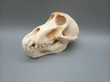 Aap Schedel - Papio Ursinus - 9.5 cm - 10 cm - 16 cm- CITES, Nieuw