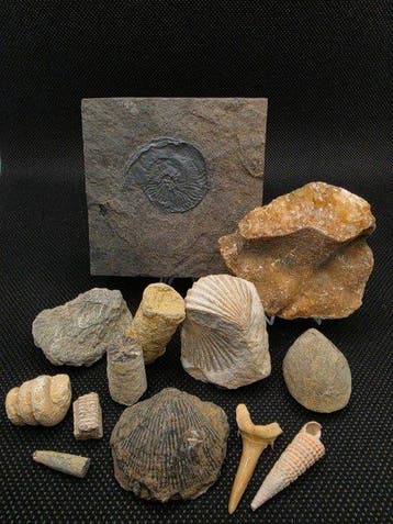 13 Mariene Fossielen Collectie - Gefossiliseerd dier -