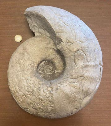 Groot en zeldzaam 32 cm Eopachidiscus marcianus ammoniet uit