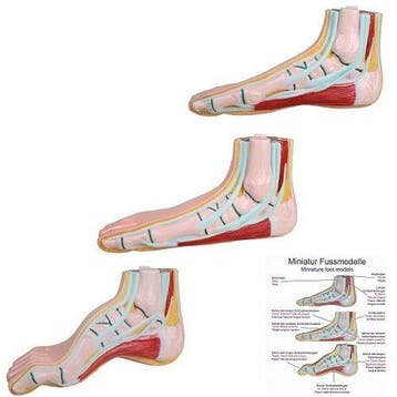 Anatomie model voet mini (normale voet, platvoet en holv..., Nieuw