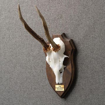 Reebok Gewei Taxidermie Opgezette Dieren By Max, Ophalen of Verzenden, Nieuw, Wild dier, Opgezet dier