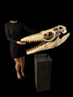 Mosasaurus - Fossiele schedel - Thalassotitan Atrox - 145 cm