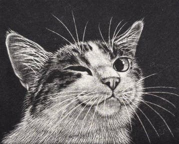 Limited Cat series Wink - signed numbered by the artist